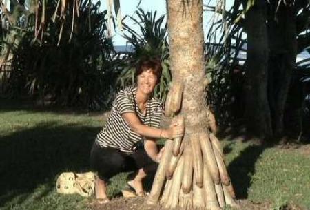 ARBRE